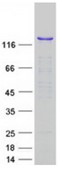 SDS-PAGE (SF3B2-5388H).jpg